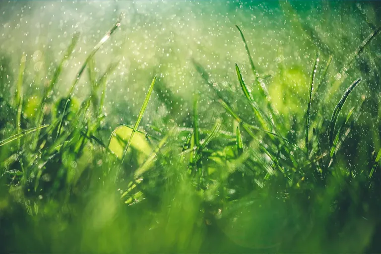 Fix a Waterlogged Lawn